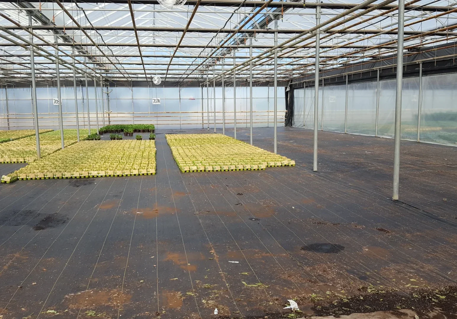 Greenhouse with rows of potted plants.