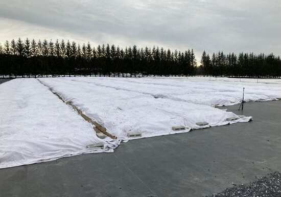 Winterizing crops under white fabric.